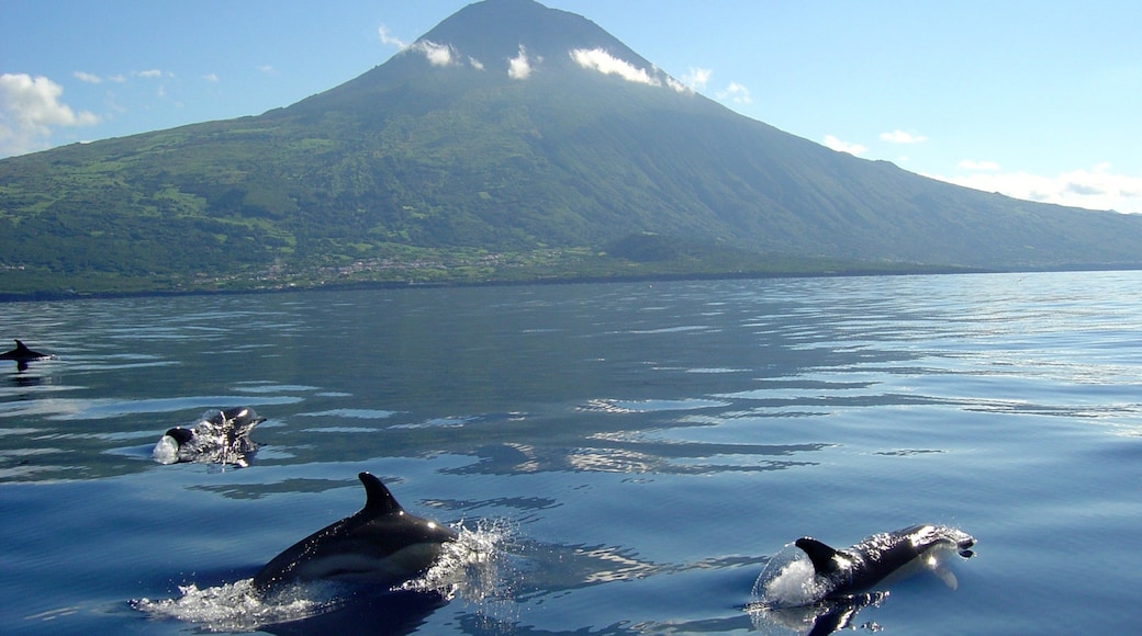 Azores