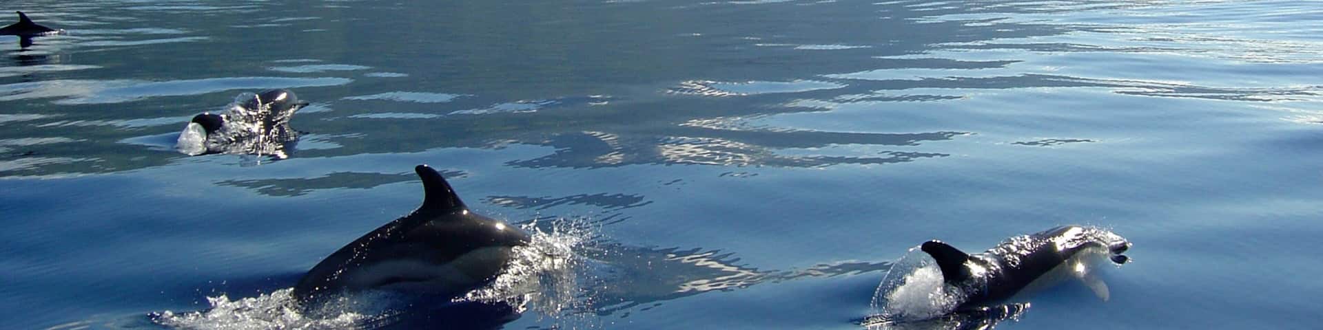 A mountain, a body of water, and dolphins swimming.