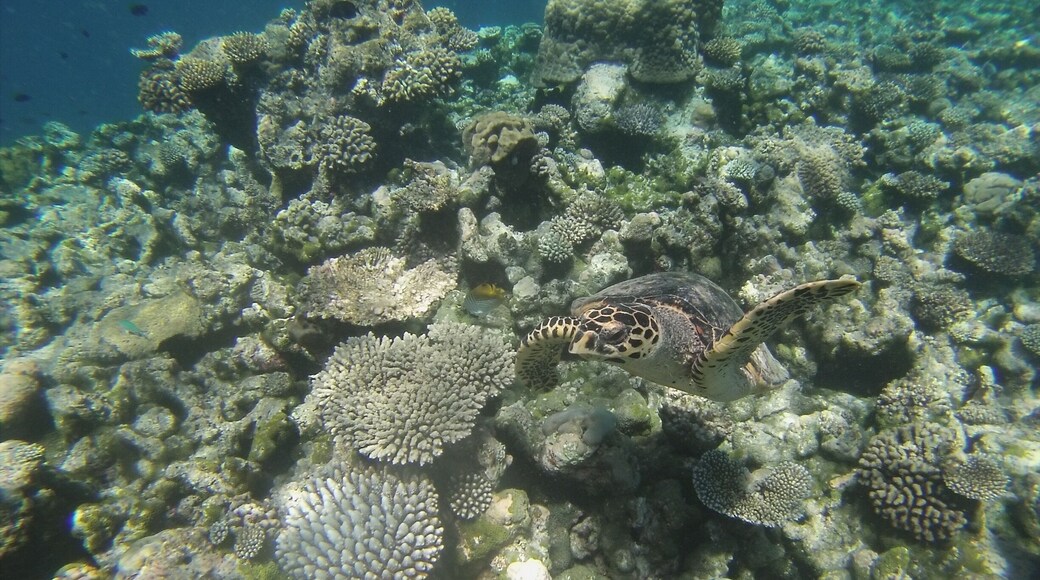 This was taken at the so called 'Turtle Reef' from the Hagern boat we stayed on. It's a free trip sometimes offered to guests on Meeru in the North Male atoll.
Highly recommend it if you get a chance!