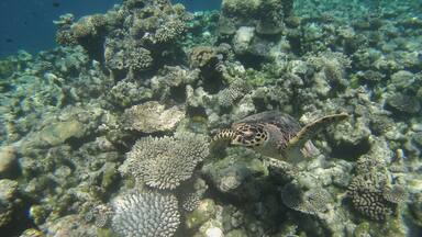 This was taken at the so called 'Turtle Reef' from the Hagern boat we stayed on. It's a free trip sometimes offered to guests on Meeru in the North Male atoll.
Highly recommend it if you get a chance!