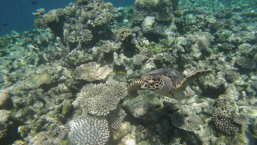 This was taken at the so called 'Turtle Reef' from the Hagern boat we stayed on. It's a free trip sometimes offered to guests on Meeru in the North Male atoll.
Highly recommend it if you get a chance!