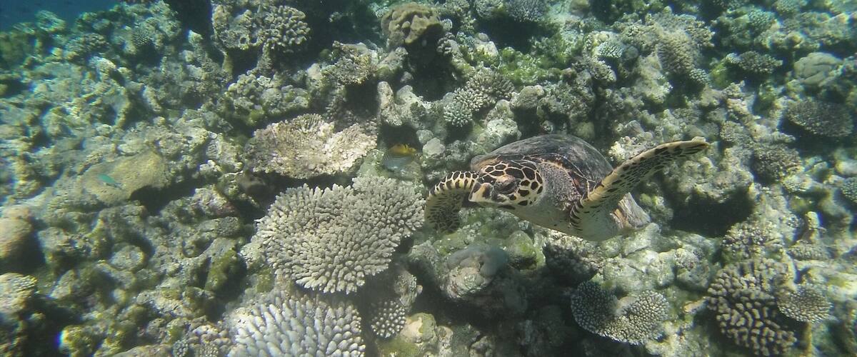 A sea turtle swimming among coral reefs.