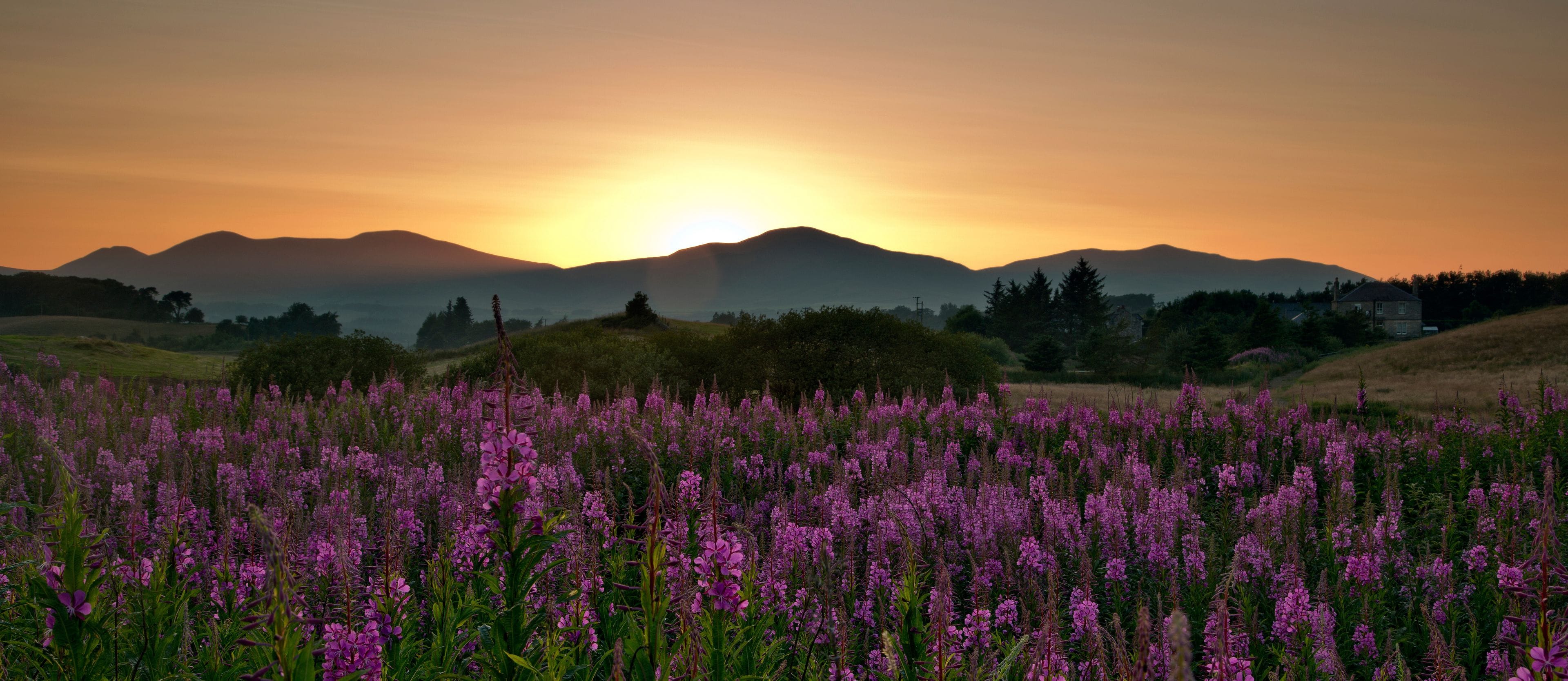 Orange Sunset over a distant mountain range with purple wildflowers in foreground, Pentland Hills, Penicuik, Midlothian, Scotland, UK