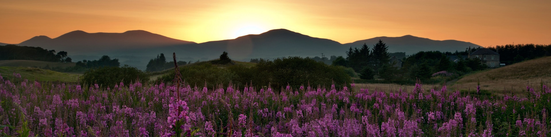 A field of purple flowers with a sunset in the background and mountains.