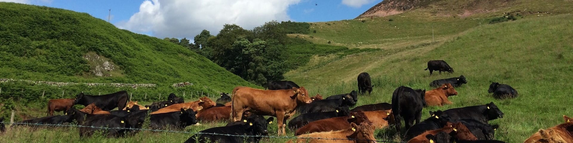 A herd of cattle grazing in a lush green field with a clear blue sky and rolling hills in the background.