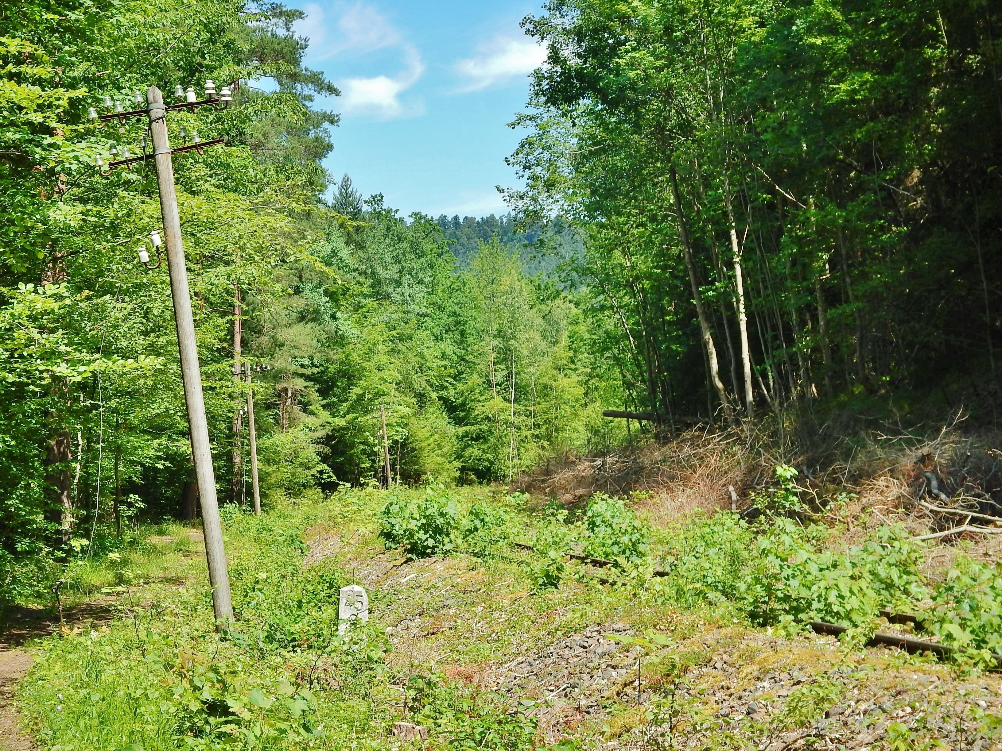 A forested area with a wooden utility pole and a stone marker.