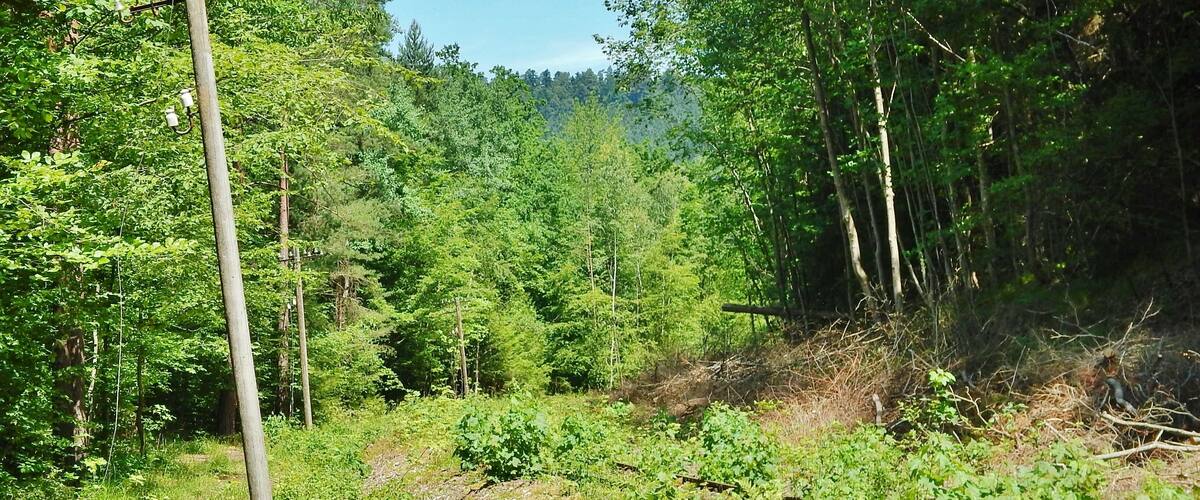 A forested area with a wooden utility pole and a stone marker.