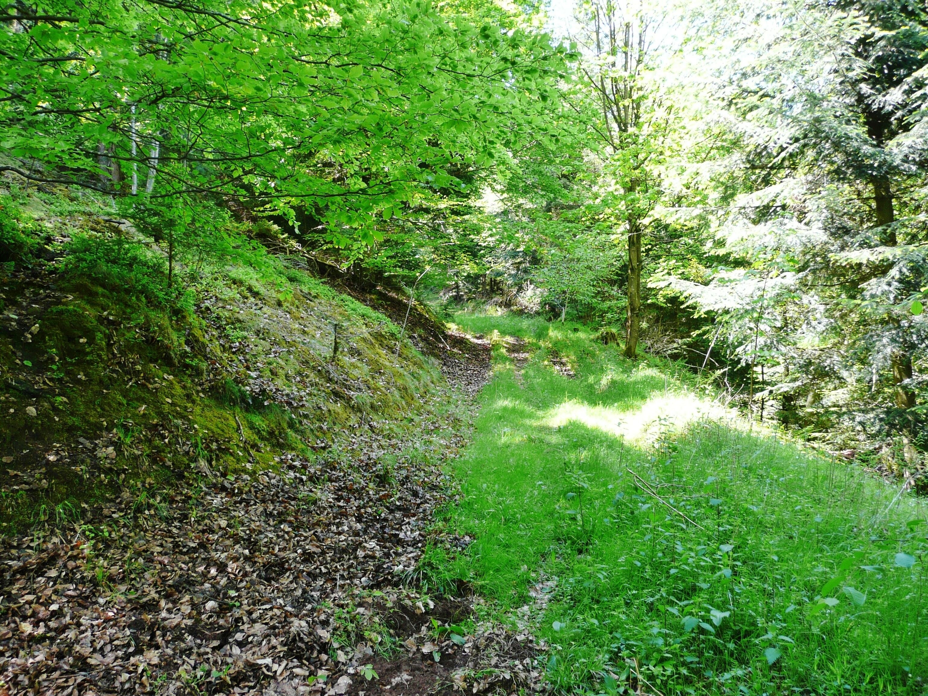 Wanderweg zwischen Altburg und Hirsau