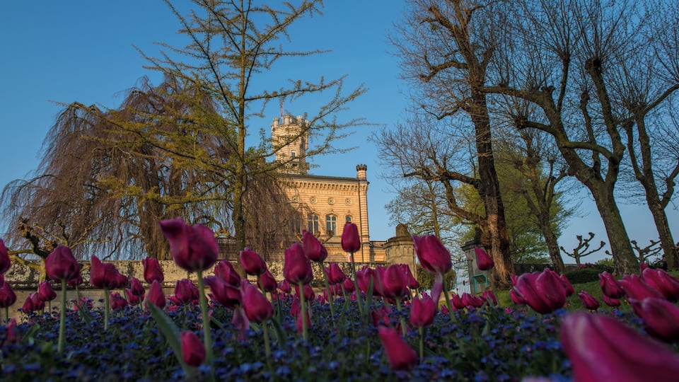 A historic building with a clock tower, surrounded by trees and blooming tulips.