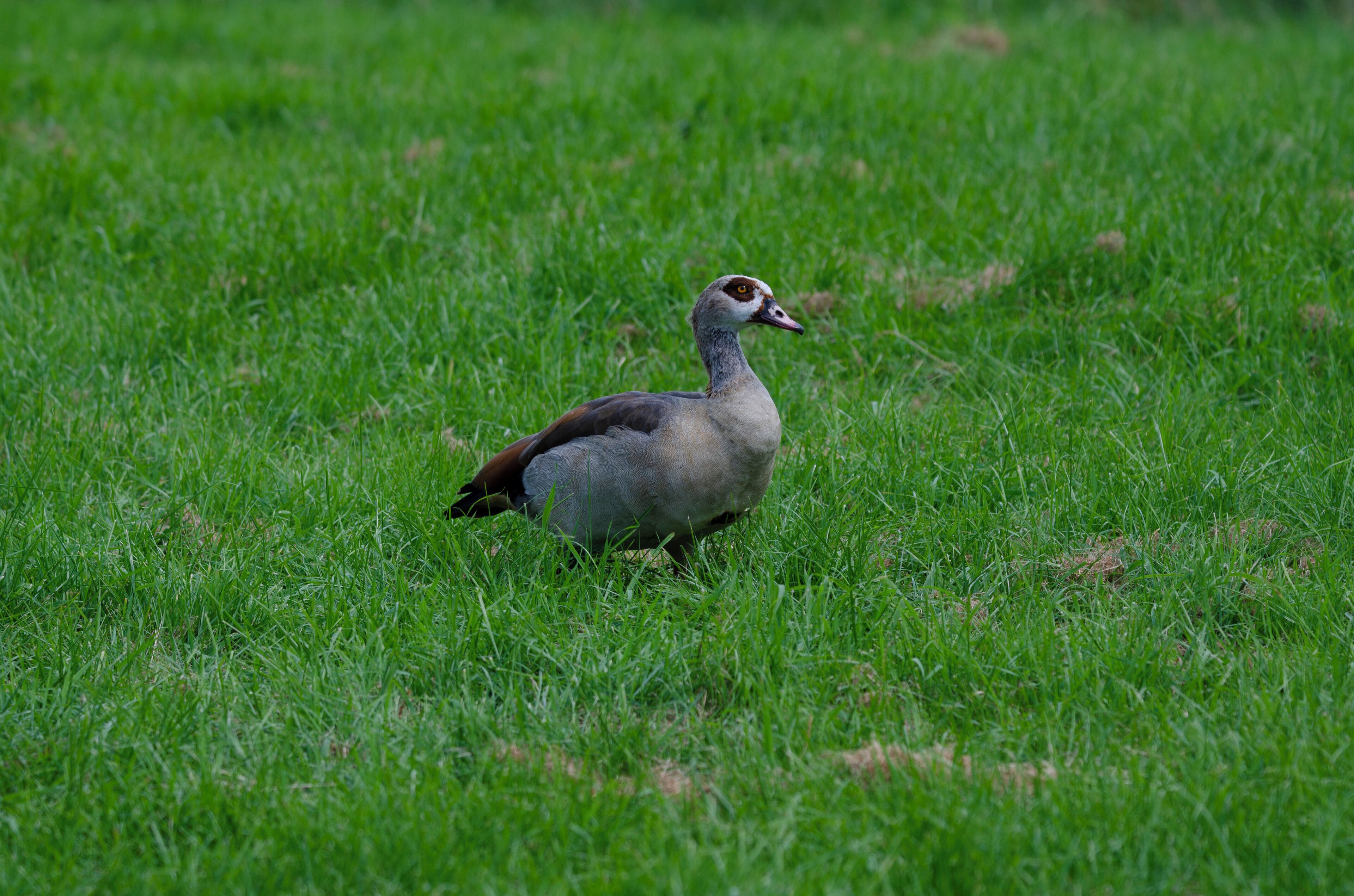 Female Egyptian goose (Alopochen aegyptiaca).