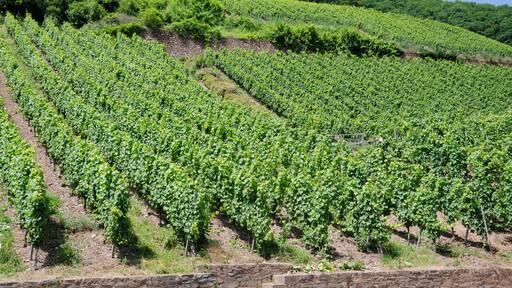 Vines by the town Ürzig in the Mosel valley.