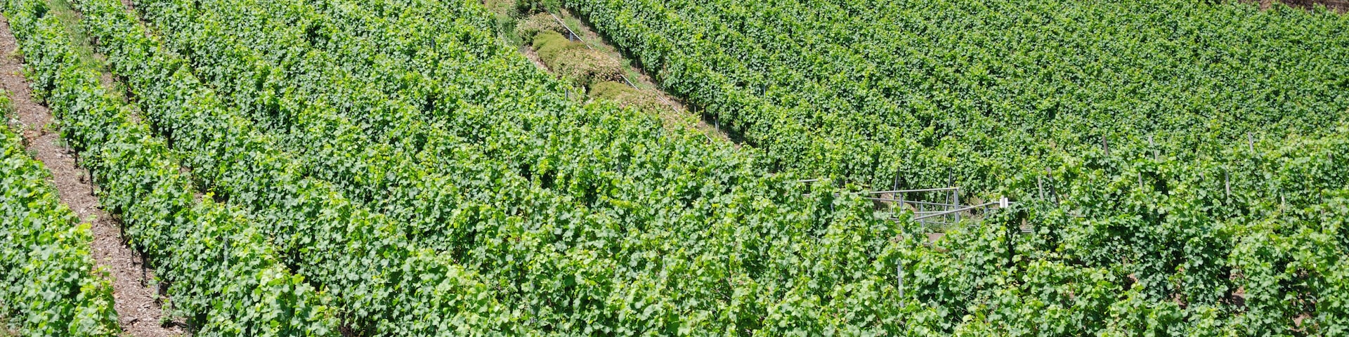 Vines by the town Ürzig in the Mosel valley.