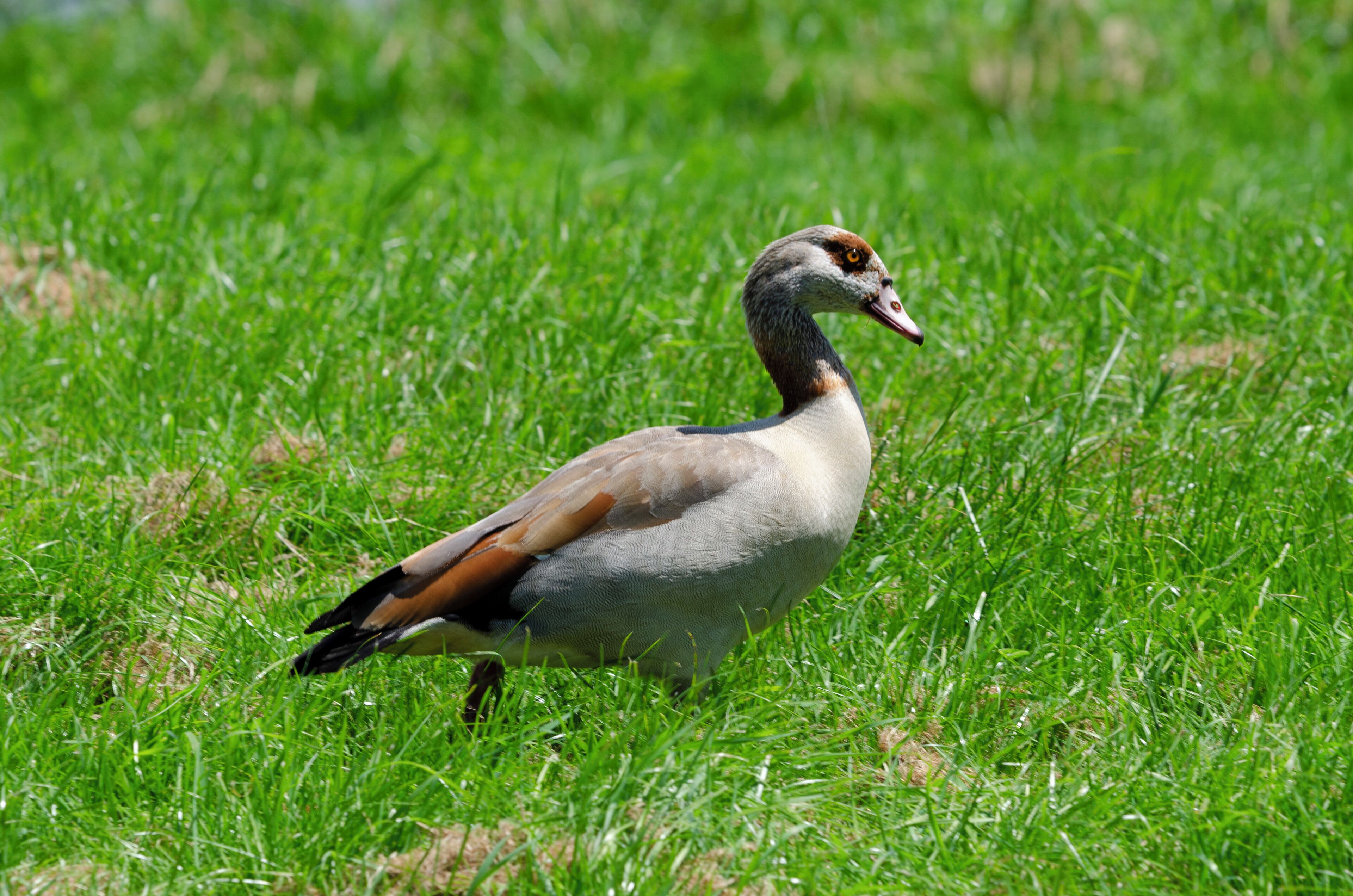 Egyptian goose (Alopochen aegyptiaca).