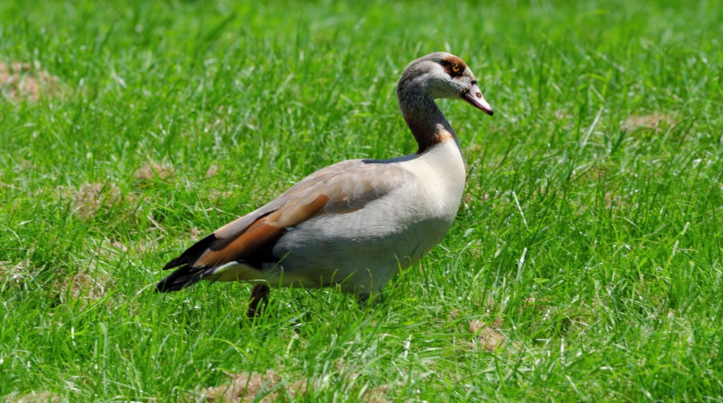 Egyptian goose (Alopochen aegyptiaca).