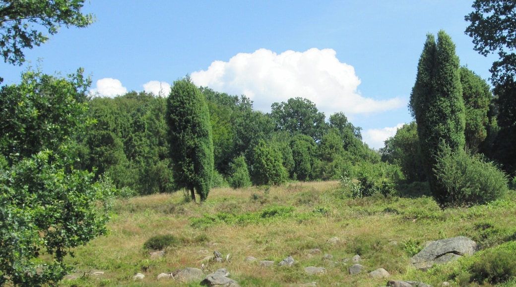 Spaziergang im Naturpark LĂŒneburger Heide
