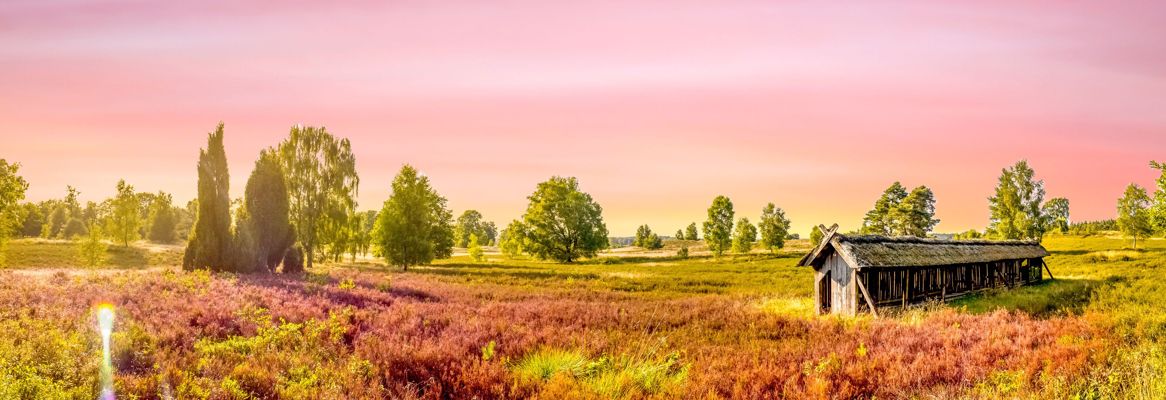 Lueneburger Heide, Heidelandschaft, Niedersachsen, Deutschland 