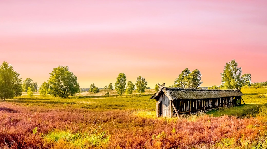 Lueneburger Heide, Heidelandschaft, Niedersachsen, Deutschland