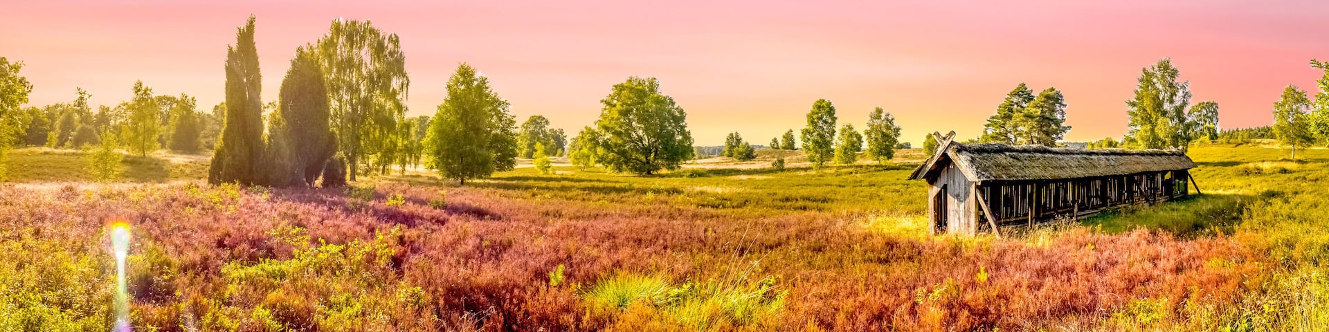 A rural landscape with a thatched-roof barn, various trees, and a field of purple heather.