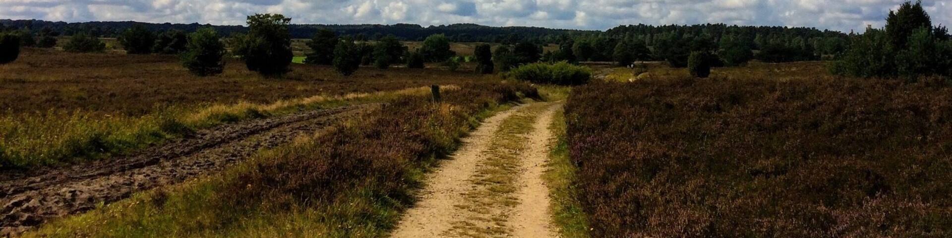 Lüneburger Heide