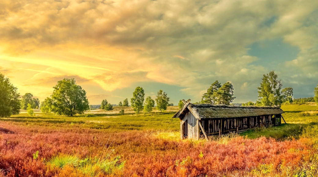 Lueneburger Heide, Heidelandschaft, Niedersachsen, Deutschland