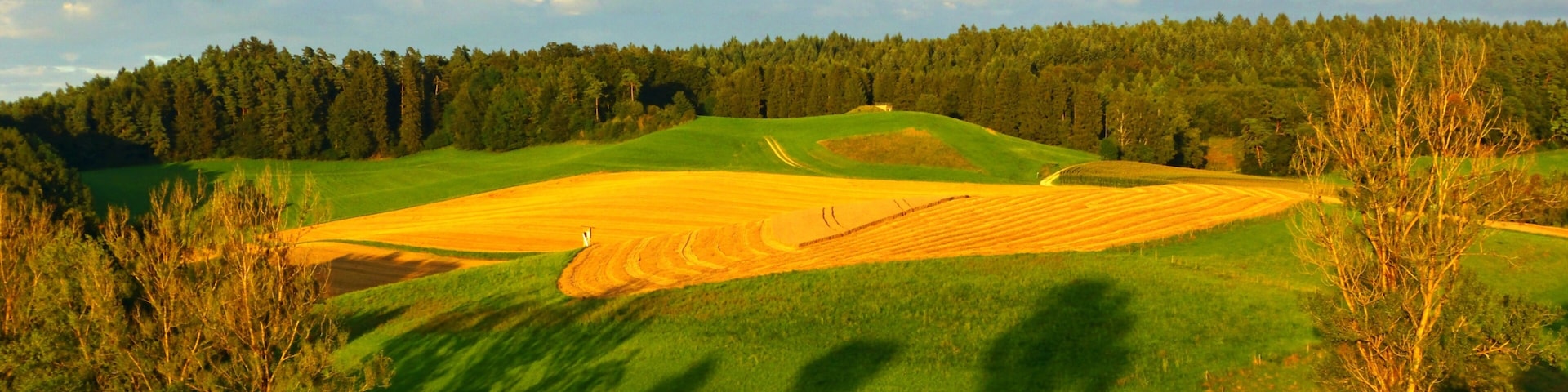Fields