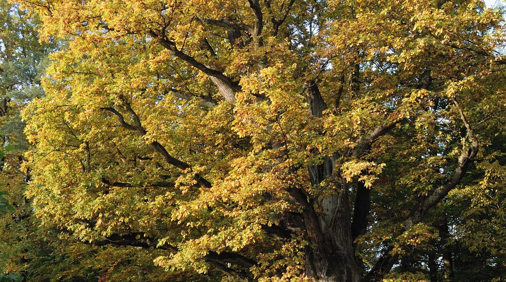 Bühleiche in en:Plochingen-Stumpenhof. Presumably it was planted in 1648 after the Peace of Westphalia.
