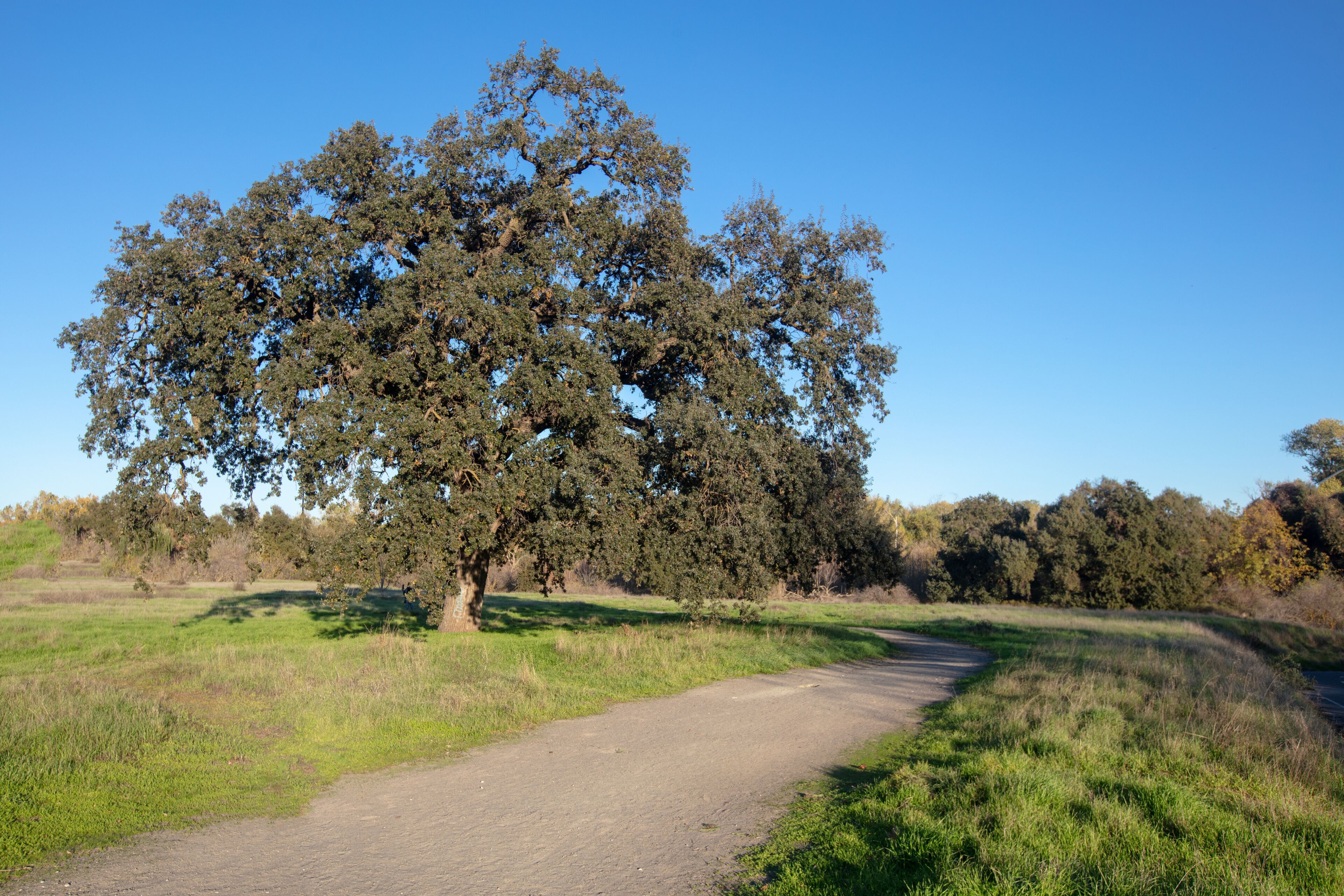 A dirt path leading through a grassy field with a large tree in the center.