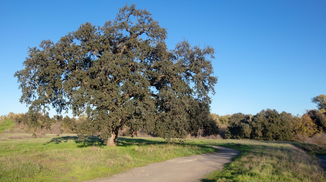 A dirt path leading through a grassy field with a large tree in the center.