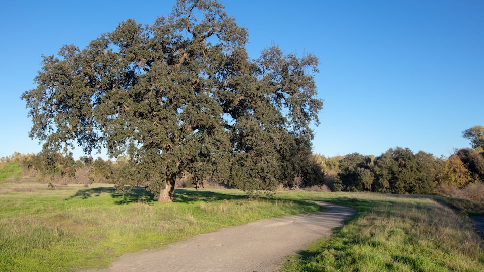 A dirt path leading through a grassy field with a large tree in the center.