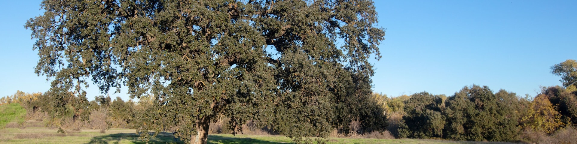 Un sendero de tierra que atraviesa un campo cubierto de hierba, con un gran árbol en el centro.