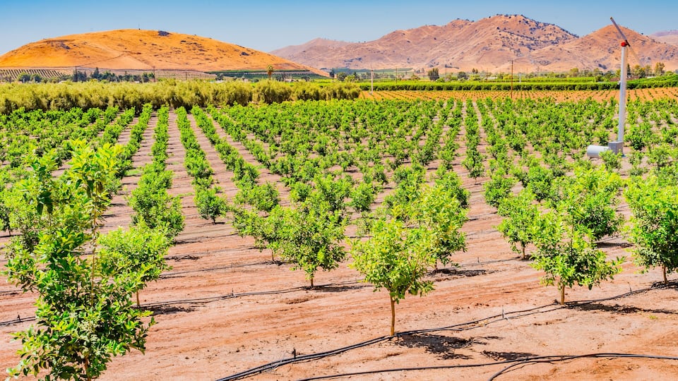 A vineyard with rows of grapevines and a wind turbine in the background.