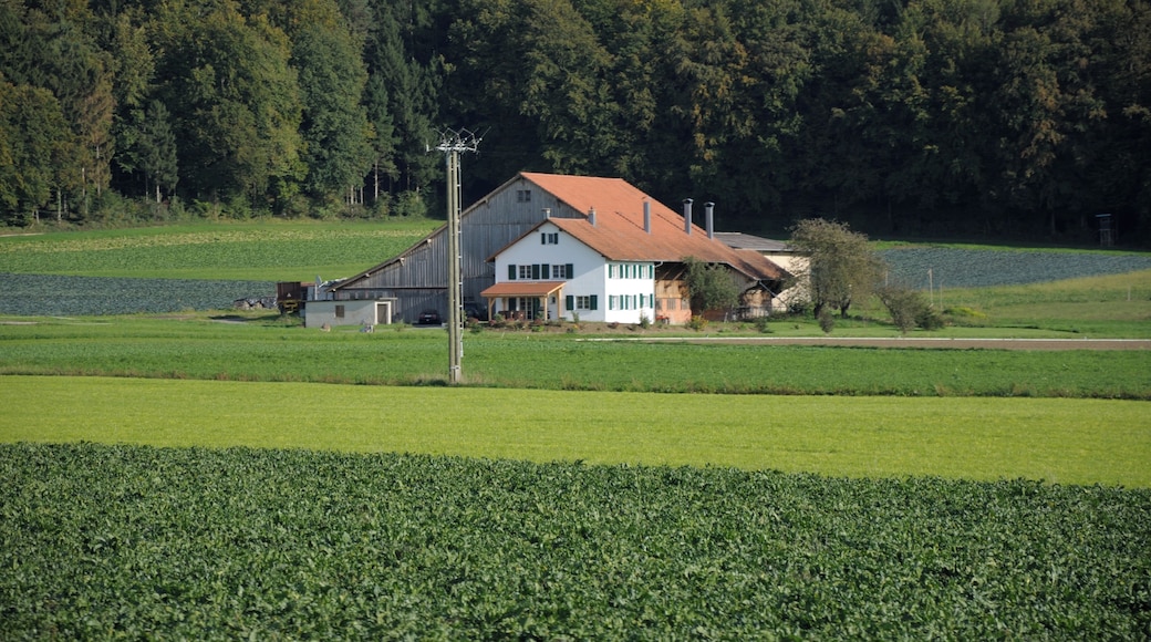 Switzerland, Canton of Schaffhausen, views along the museum railway line between Rielasingen (Germany) and Etzwilen (Switzerland)