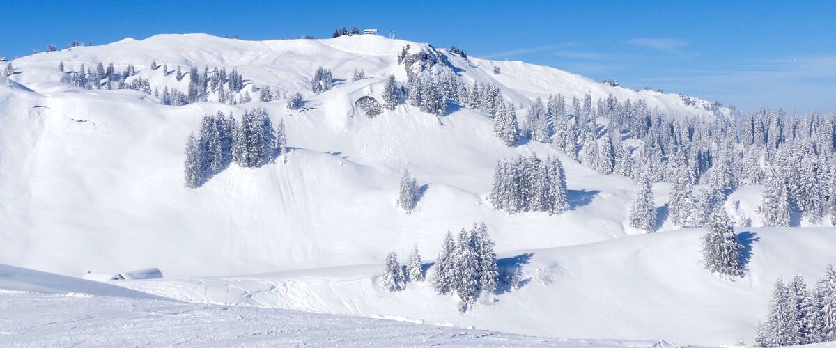 A snow-covered mountain with trees and a clear blue sky.