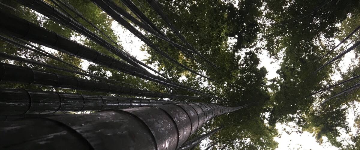 A Buddhist temple tucked away in the small seaside town of Kamakura also has a bamboo Forrest. Definitely worth the 200 yen spent to get in.  #troveontuesday #nature #japan #nature