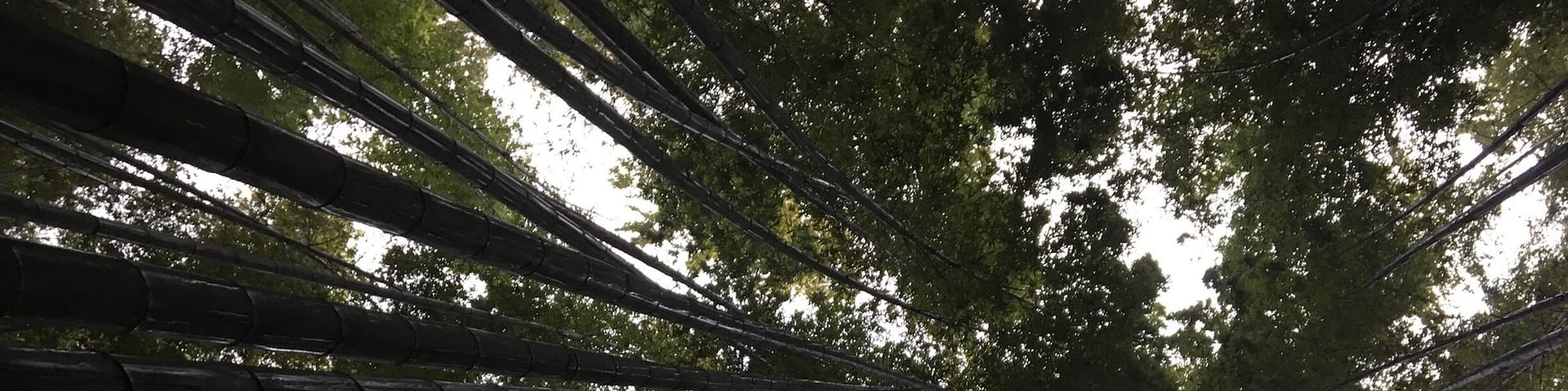 A Buddhist temple tucked away in the small seaside town of Kamakura also has a bamboo Forrest. Definitely worth the 200 yen spent to get in. #troveontuesday #nature #japan #nature