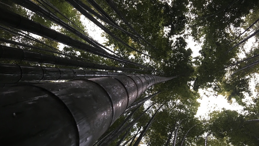 A Buddhist temple tucked away in the small seaside town of Kamakura also has a bamboo Forrest. Definitely worth the 200 yen spent to get in. #troveontuesday #nature #japan #nature