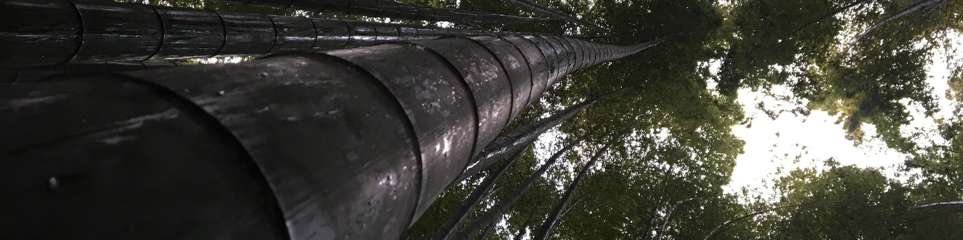 A Buddhist temple tucked away in the small seaside town of Kamakura also has a bamboo Forrest. Definitely worth the 200 yen spent to get in.  #troveontuesday #nature #japan #nature