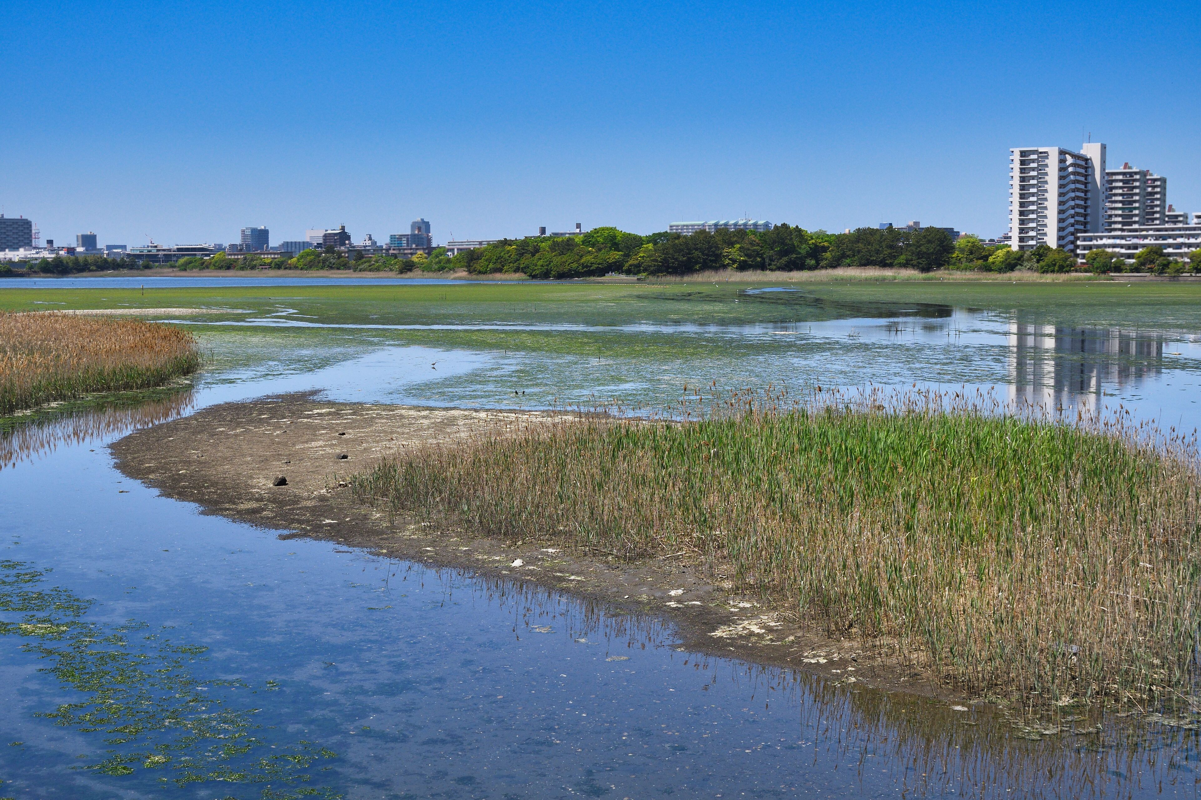 ラムサール条約登録地　谷津干潟 　野鳥や渡り鳥の飛来地（日本千葉県習志野市）　
Ramsar Convention registered site Yatsu-higata (Yatsu Tidal Flat) Visiting site for wild birds and migratory birds (Narashino City, Chiba Prefecture, Japan)

