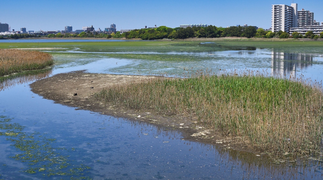 ラムサール条約登録地 谷津干潟 野鳥や渡り鳥の飛来地(日本千葉県習志野市)
Ramsar Convention registered site Yatsu-higata (Yatsu Tidal Flat) Visiting site for wild birds and migratory birds (Narashino City, Chiba Prefecture, Japan)