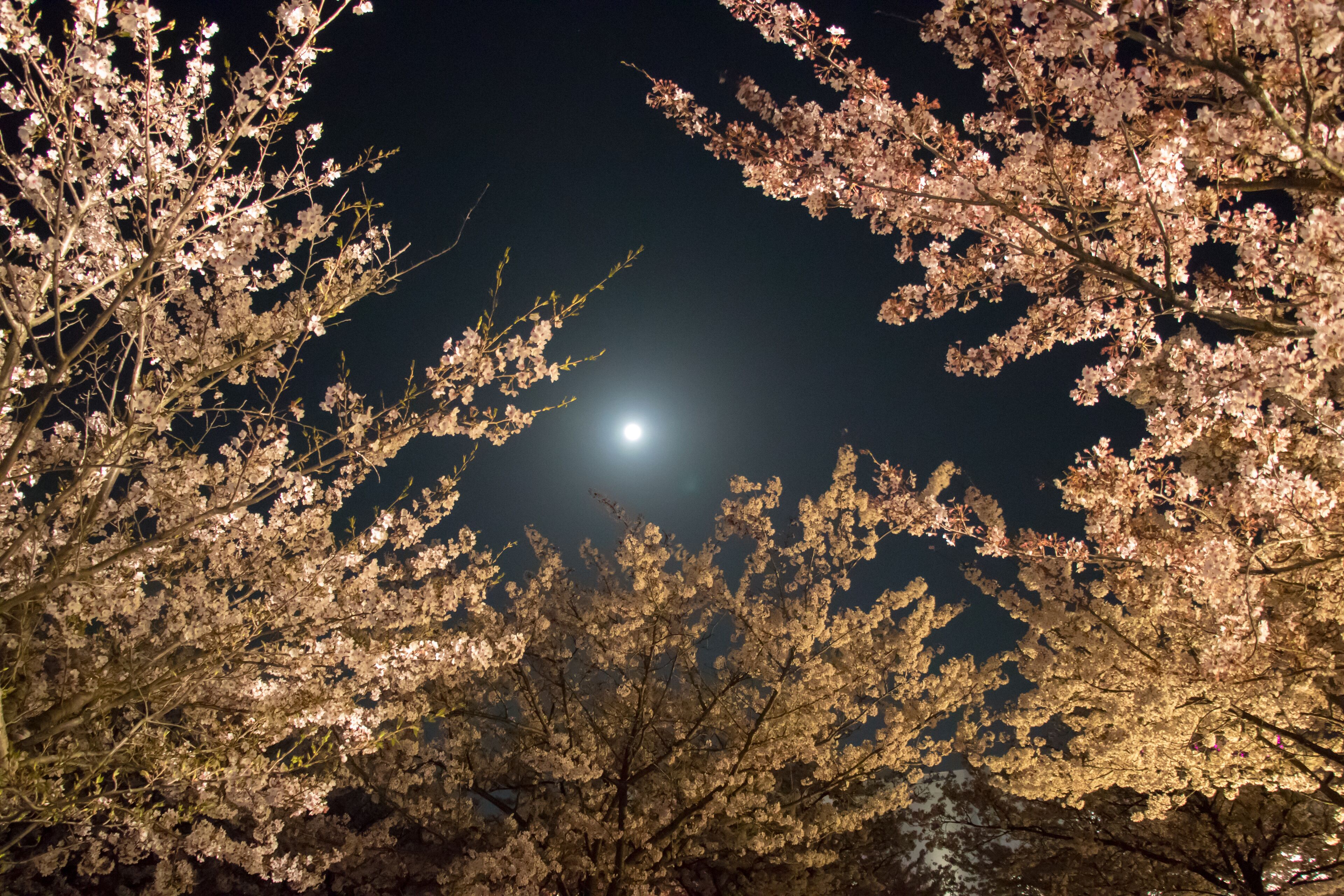 A night scene with cherry blossoms and a full moon.