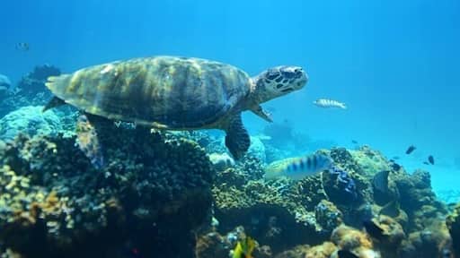 The underwater world off Fesdhoo Island in the Maldives is alive with fish and lots of friendly turtles just roaming around...
#underwater #maldives