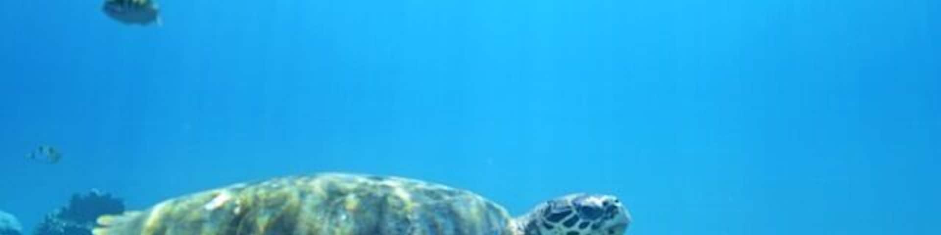 The underwater world off Fesdhoo Island in the Maldives is alive with fish and lots of friendly turtles just roaming around...
#underwater #maldives
