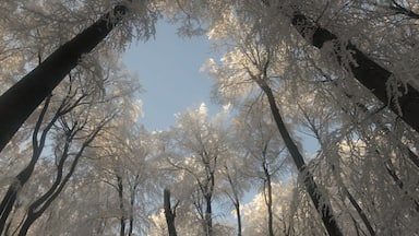 On a narrow footpath from Tabarz to the Grosser Inselsberg.
