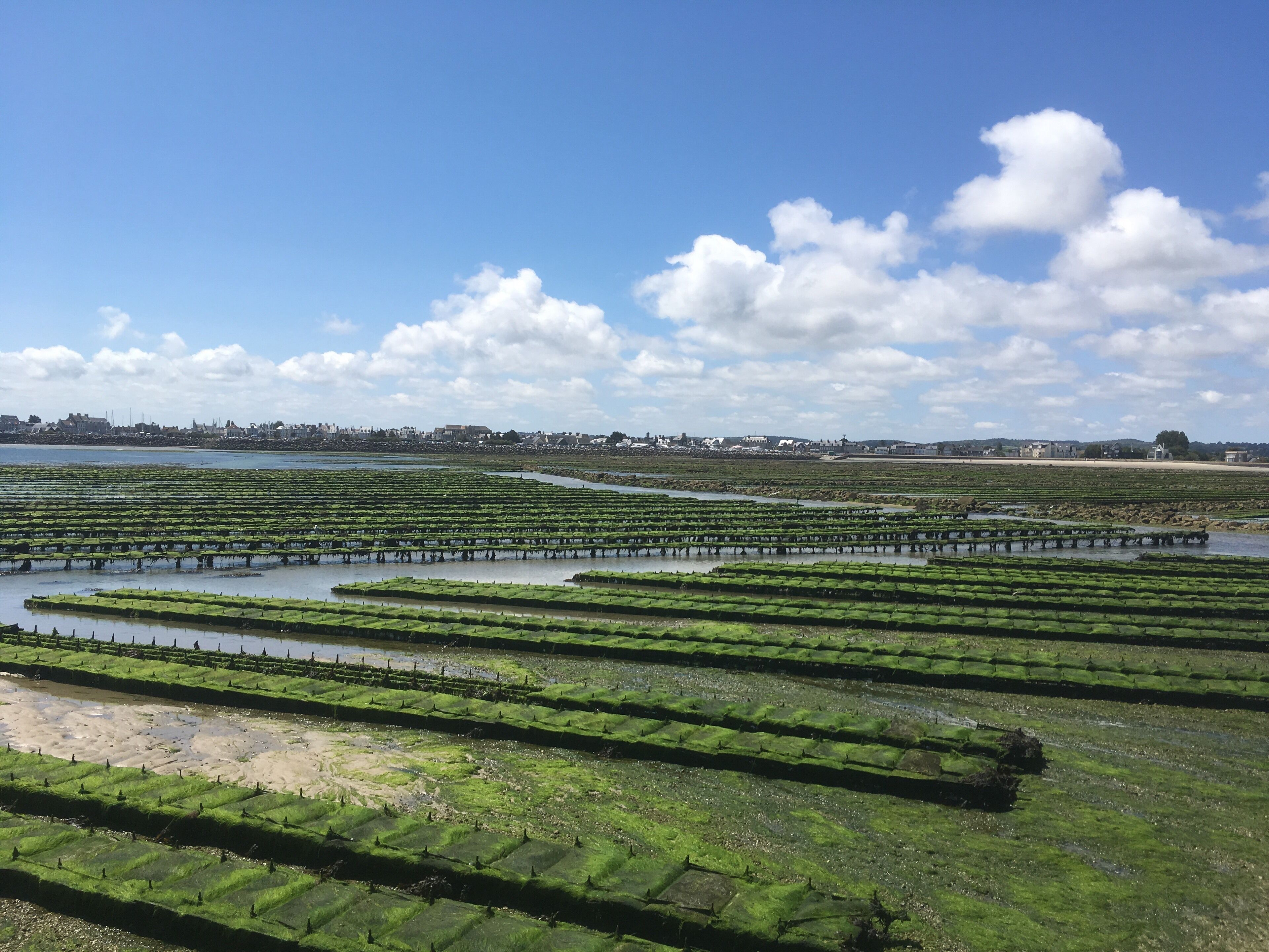 From the island Tatihou we can see oysters of Saint Vaast 
It was a wonderful trek during the low tide
#france