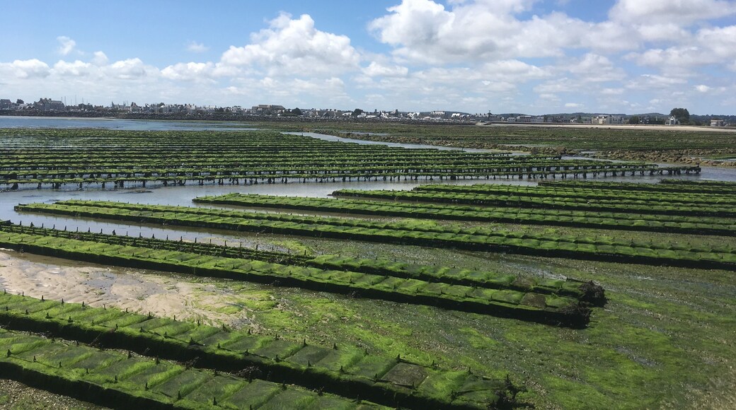 From the island Tatihou we can see oysters of Saint Vaast
It was a wonderful trek during the low tide
#france