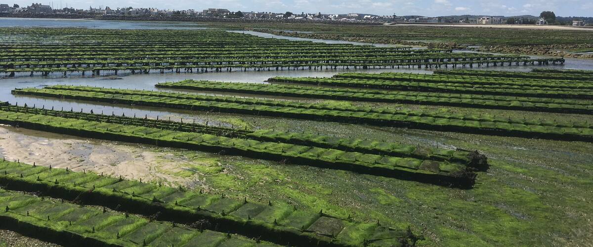 From the island Tatihou we can see oysters of Saint Vaast
It was a wonderful trek during the low tide
#france