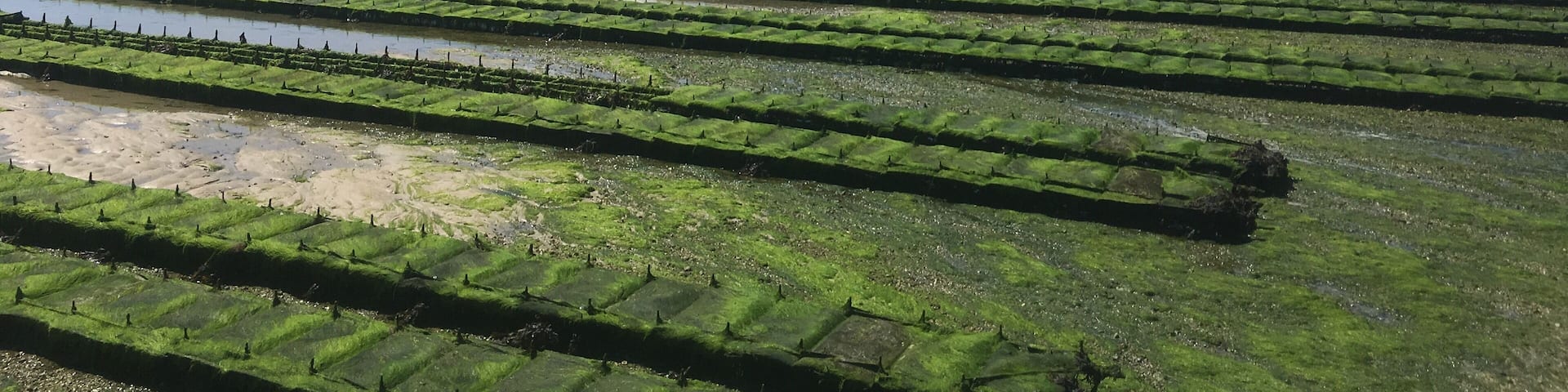 From the island Tatihou we can see oysters of Saint Vaast
It was a wonderful trek during the low tide
#france
