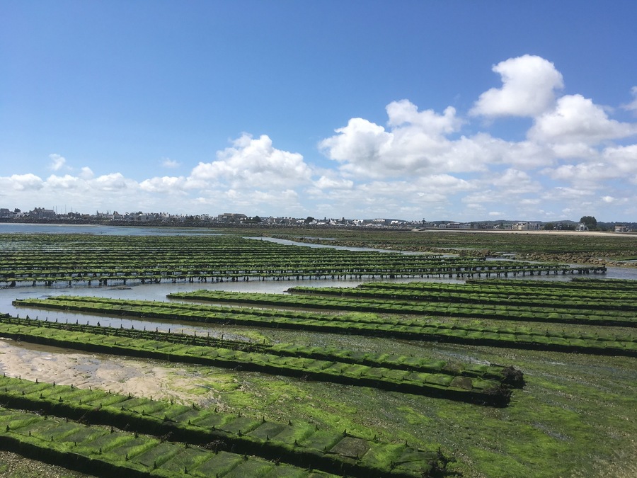 From the island Tatihou we can see oysters of Saint Vaast
It was a wonderful trek during the low tide
#france