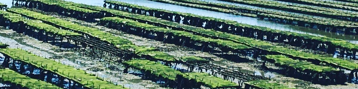 Ostréicole parc close to the village