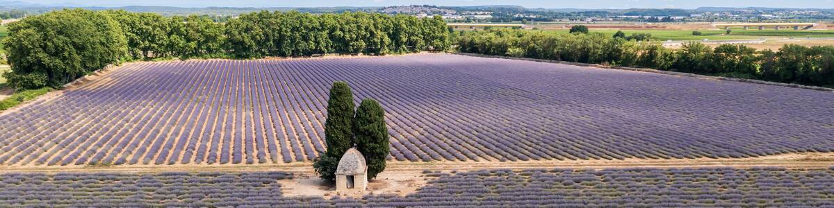Lavender field in summer, near Aimargues, Occitanie, France